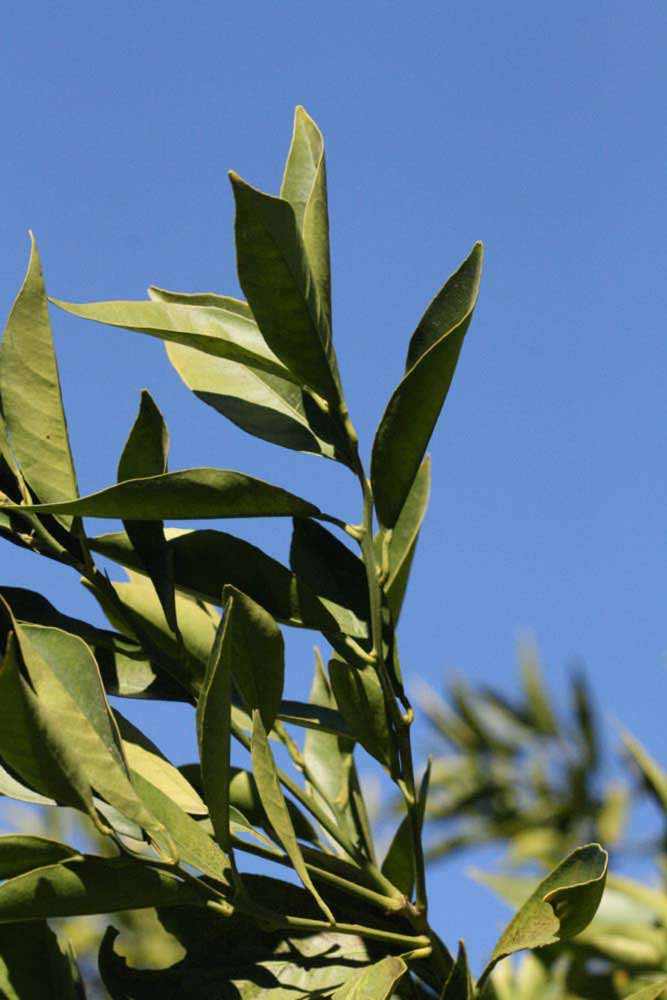            Sun leaves (Riverside, CA)   